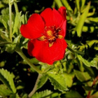 Verihanhikki (Potentilla atrosanguinea), siemeniä 50 kpl - pikkukuva 1