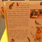 ELÄINTOHTORI "Eddie Murphy" vhs - pikkukuva 3