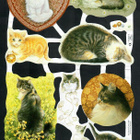 MLP 1815 - Kiiltokuva-arkki - Suloiset kissat - Ivory cats - pikkukuva 1