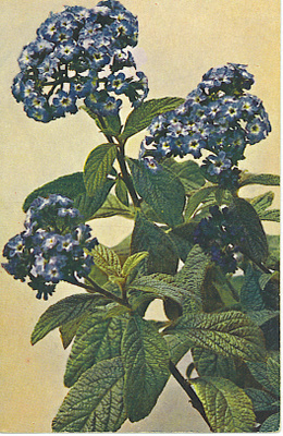 Yrtti. Kulk. v.1917