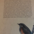 BONGAUKSEN HURMA - LINTUHARRASTUSKIRJOITUKSIA - pikkukuva 2