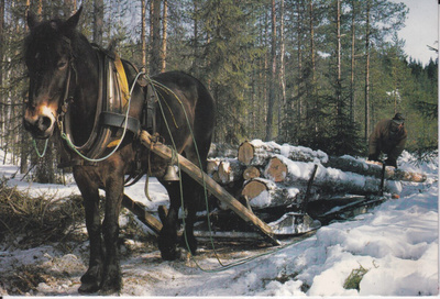 Hevonen metsätöissä   e84