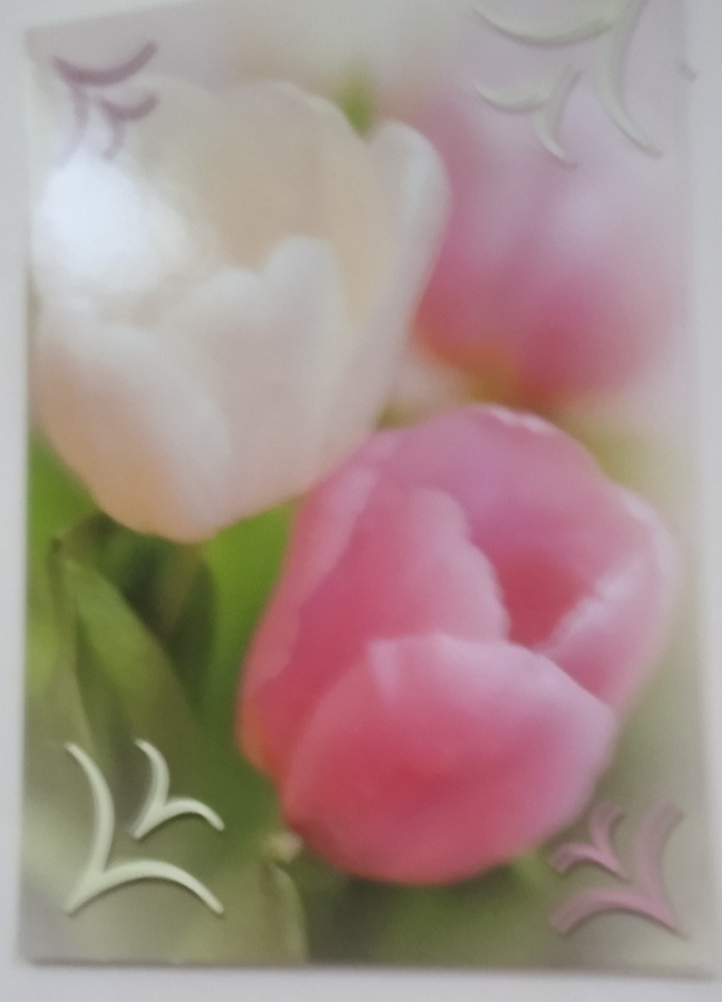 no 1 -  tulppaanit