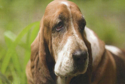 BASSET POSTIKORTTI