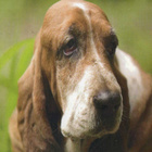 BASSET POSTIKORTTI - pikkukuva 1