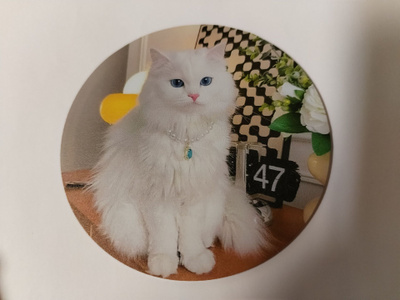 Kissa jääkaappi magneetti.