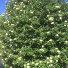 Suomenpihlaja (Sorbus hybrida), siemeniä 30 kpl - pikkukuva 3