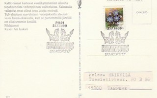 ERIKOISLEIMA , Kuninkuusravit, Pori 31.7.1999