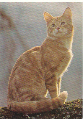 KISSA-kortti