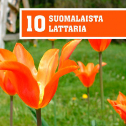 Various - 10 Suomalaista Lattaria (CD)