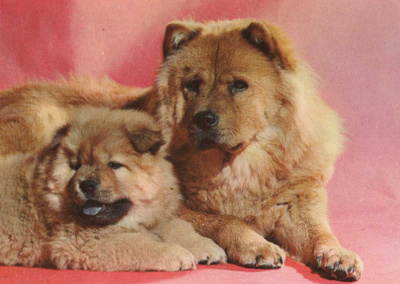 CHOW - CHOW POSTIKORTTI