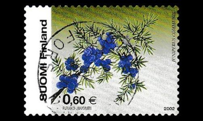 1620 o Kataja (2002)