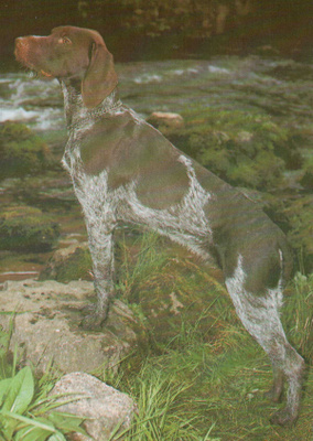 POINTER POSTIKORTTI