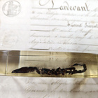 Natura Obscura – Entomologinen näyte no. 416 - pikkukuva 2