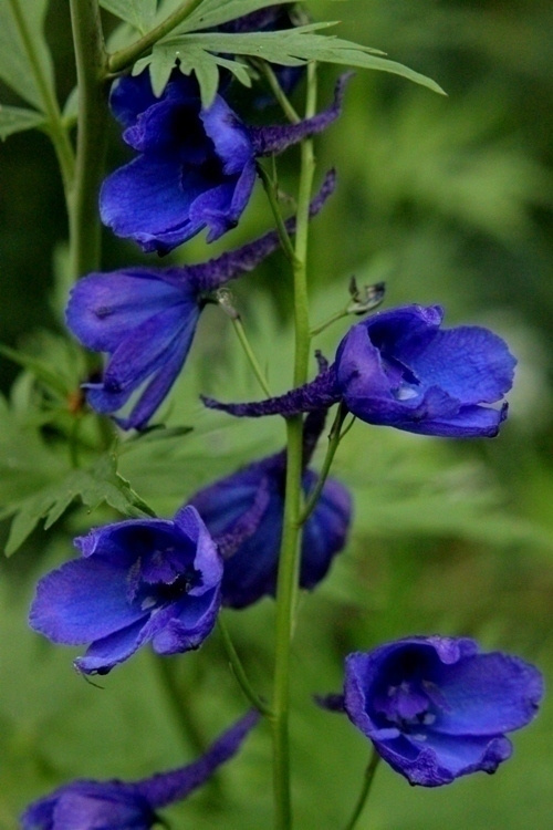 Jaloritarinkannus 'Bellamosum' , siemeniä  50 kpl
