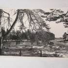 VANHA Postikortti Kotka Langinkosi 1950-l Alkup.Mallikappale - pikkukuva 1