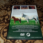 Hevoshullu (DVD) -40% - pikkukuva 2