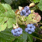 Sinivatukka (Rubus caesius), siemeniä 30 kpl - pikkukuva 2