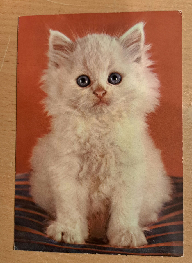 Kissa istuu, kulkenut käsipostissa