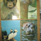 CCCP: vintage Zoopark-postikorttikansio - pikkukuva 4