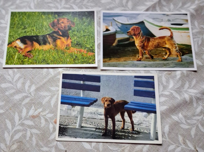 3 KOIRA POSTIKORTTIA