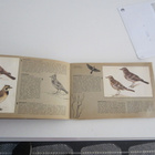 Fåglar-66 Hemmets Journal av Anders-Erik Malm ( täysi kansio - pikkukuva 3