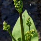Ratamosarpio (Alisma plantao-aquatica), siemeniä 100 kpl - pikkukuva 2