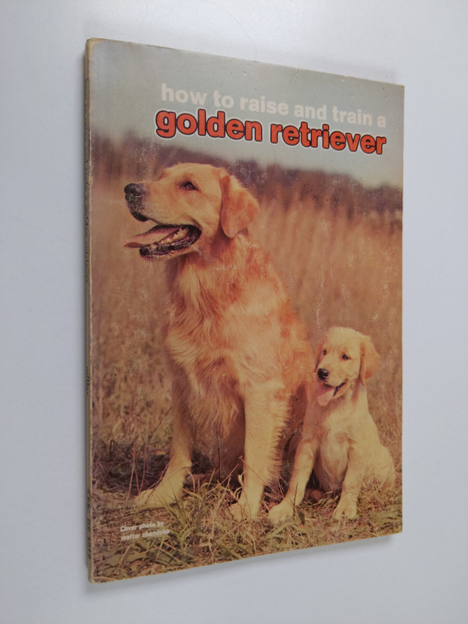 Evelyn Miller : How to raise and train a Golden Retriever