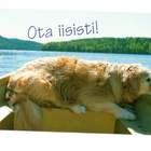 "°OTA IISISTI!°" -KORTTI / (Koira veneessä) - pikkukuva 1