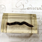 Natura Obscura – Entomologinen näyte no. 351 - pikkukuva 3