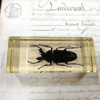 Natura Obscura – Entomologinen näyte no. 411 - pikkukuva 1