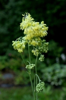 Siniängelmä (Thalictrum speciosissimum), siemeniä 50 kpl