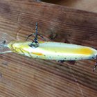 Kenart Spike Floating 5cm - pikkukuva 4