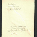 ALE - EO 5710 - Nelkku - Lintu - Leppälintu - pikkukuva 2