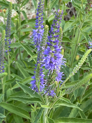 Tähkätädyke (Veronica spicata ), siemeniä 50 kpl