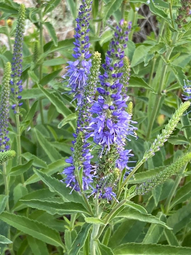 Tähkätädyke (Veronica spicata ), siemeniä 50 kpl