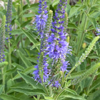 Tähkätädyke (Veronica spicata ), siemeniä 50 kpl - pikkukuva 1