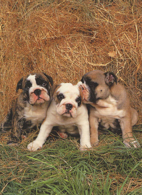BULLDOG POSTIKORTTI