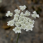 Rosokoruputki (Tordylium apulum), siemeniä 50 kpl - pikkukuva 1