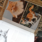 International Encyclopedia of Cats v.1980 Kuin uusi - pikkukuva 2