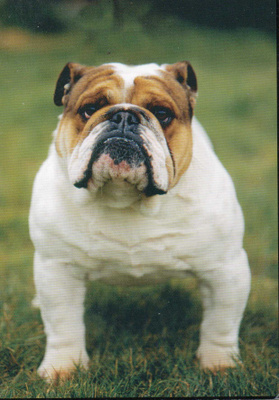 BULLDOG  POSTIKORTTI