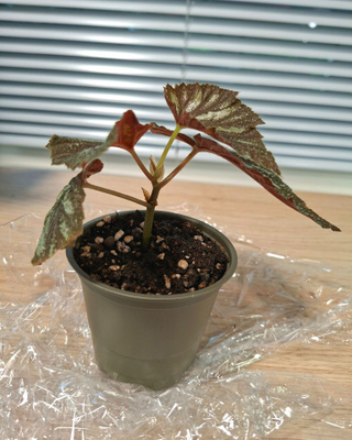 Begonia U168
