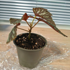 Begonia U168 - pikkukuva 1