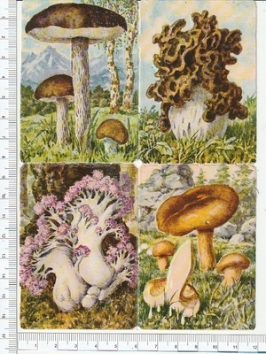 * * Heller, syömäkelpoiset sienet- pikku- arkki, 16,5 x 12 *