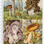 * * Heller, syömäkelpoiset sienet- pikku- arkki, 16,5 x 12 * - pikkukuva 1