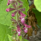 Lehtopähkämö (Stachys sylvatica), siemeniä 50 kpl - pikkukuva 2