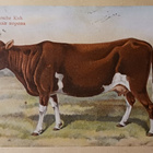 Suomalainen lehmä, vanha väripk, p. 1920-l. Eesti - pikkukuva 1
