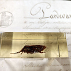 Natura Obscura – Entomologinen näyte no. 327 - pikkukuva 2