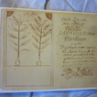 Carl Von Linné Praeludia sponsaliarum plantarum (1729) - pikkukuva 1