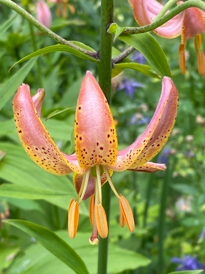 Marhanlilja 'Early Bird', siemeniä 50 kpl